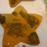 starfish